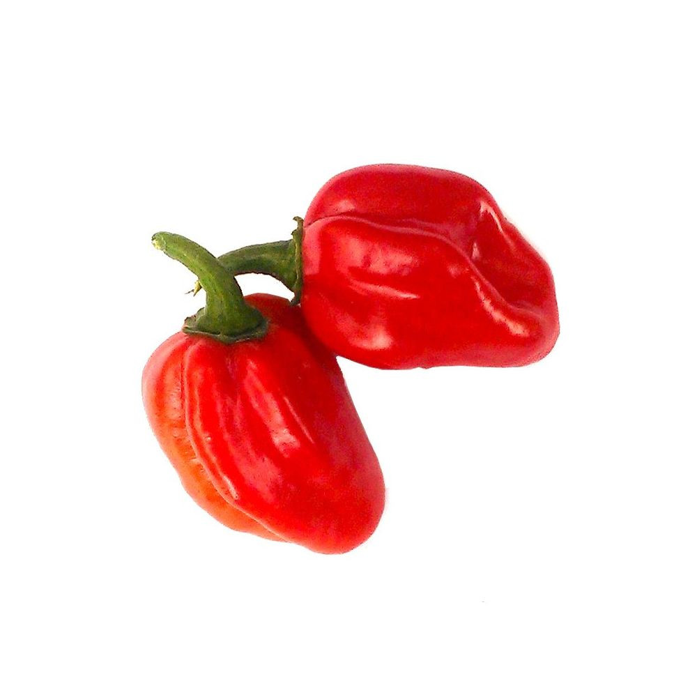 Piquant HABANERO RED SAVINA semínka chilli papriček, 12 s - Obrázek 2
