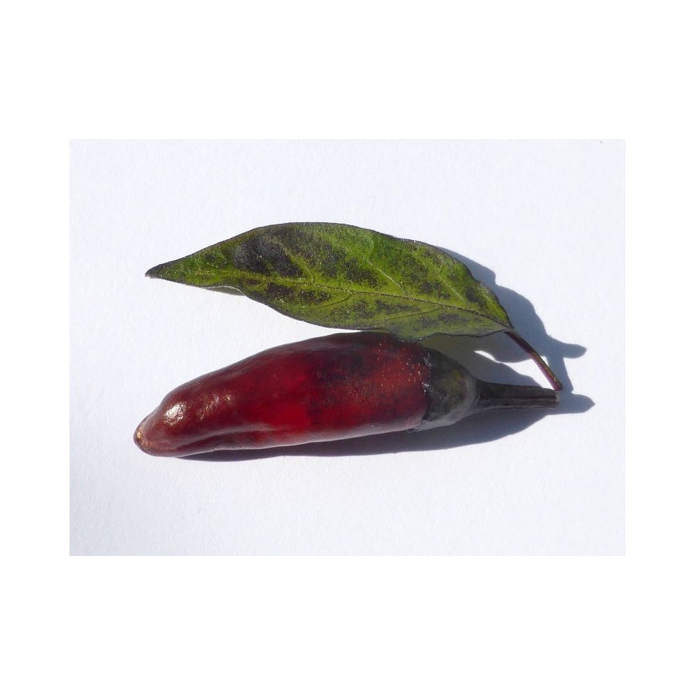 Piquant ATZECO semínka chilli papriček, 15 s - Obrázek 2