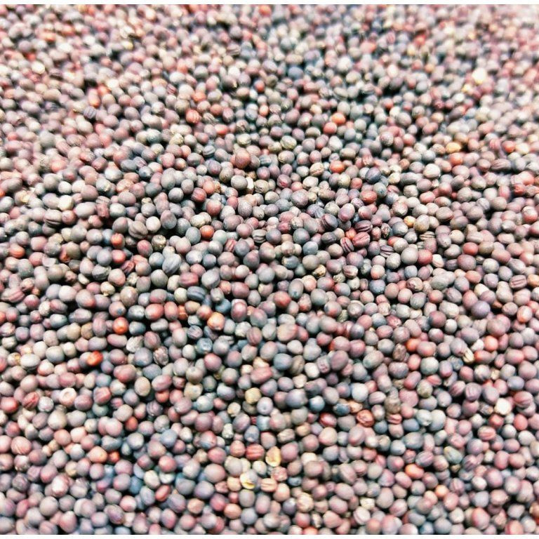 Mizuna červená na microgreens, 50 g