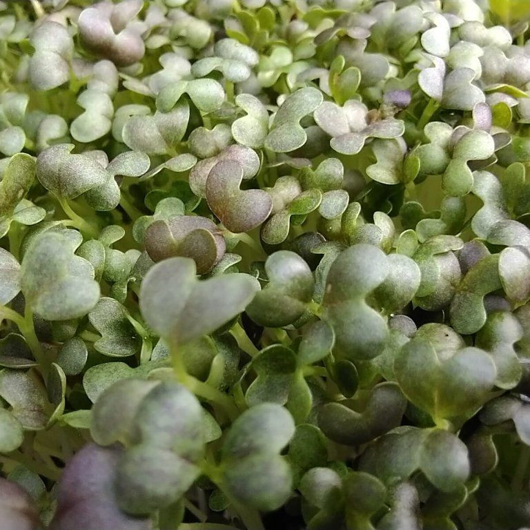Mizuna červená na microgreens, 50 g - Obrázek 2