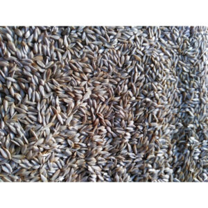 Salát Blonde De Paris na microgreens, 50 g