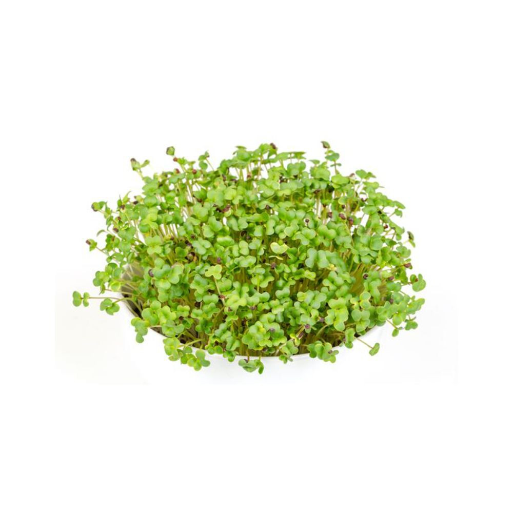 Microgreens semínka na klíčky - Hořčice černá 20 g