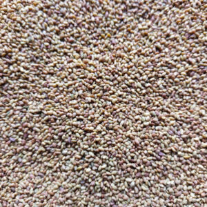 Vojtěška na microgreens, 50 g