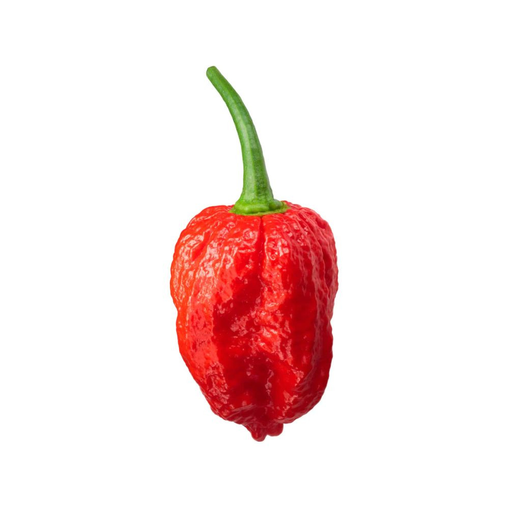 Piquant NAGA MORICH semínka chilli papriček, 15 s - Obrázek 2