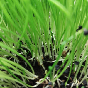 Cibule na microgreens, 50 g