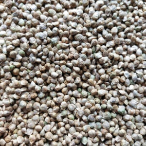 Špenát setý na microgreens, 50 g