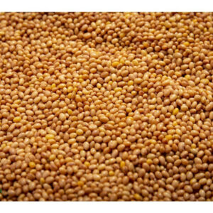 Jetel nachový na microgreens, 50 g