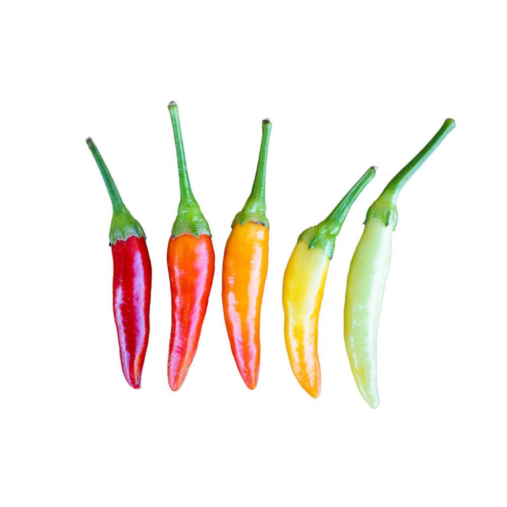 Piquant YUCATAN semínka chilli papriček, 15 s - Obrázek 2