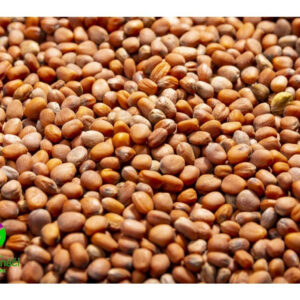 Ředkev bílá Daikon na microgreens, 100 g