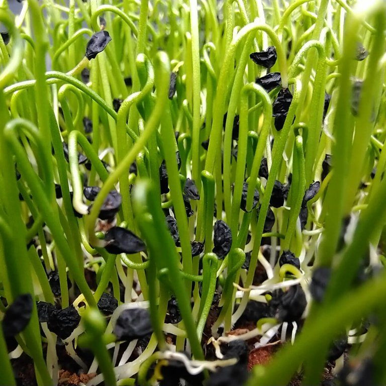 Pór zahradní na microgreens, 50 g - Obrázek 2