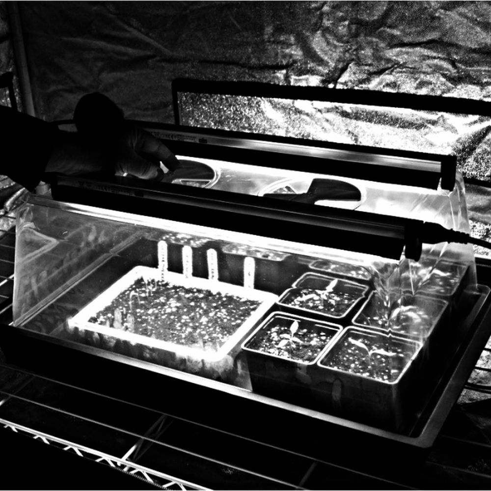 Nutriculture X-Stream Heat Variable S Propagator 61x42x27 cm, plastový skleníček s regulací - Obrázek 2