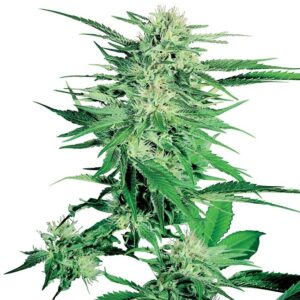Big Bud - 5 ks feminizovaná semínka Sensi Seeds