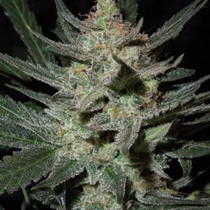 Blue Auto Mazar®- samonakvétací semena 7 ks Dutch Passion