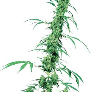 Fruity Juice - semínka 10 ks standardizovaná Sensi Seeds