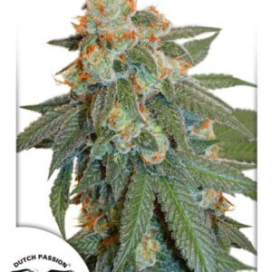 Auto Orange Bud® - samonakvétací semínka 3 ks Dutch Passion