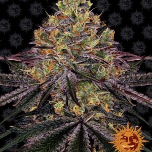 Watermelon Zkittlez - feminizovaná semínka 10 ks Barney´s Farm