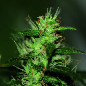 Original Afghani 1 - regular semena 10 ks Seedsman