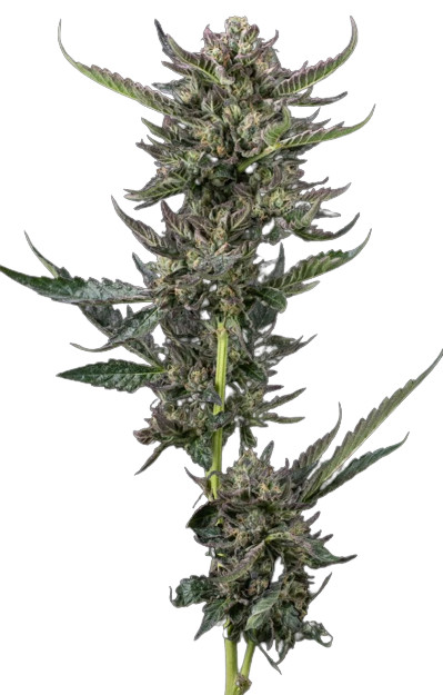 Notorious THC - feminizované semínka marihuany 3 ks Humboldt Seed Company