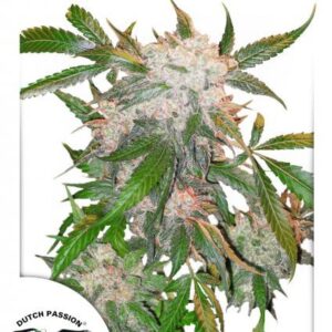 White Widow - feminizovaná semínka 5 ks Dutch Passion