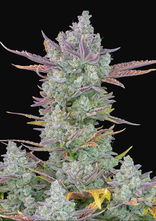 Gorilla Cookies Auto - autoflowering semena marihuany 3 ks Fast Buds