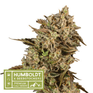 Apollo Black Cherry - feminizované semena konopí HumboldtXSeedstockers, 3 ks