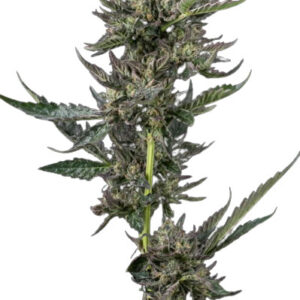 Notorious THC - feminizované semena marihuany 10 ks Humboldt Seed Company
