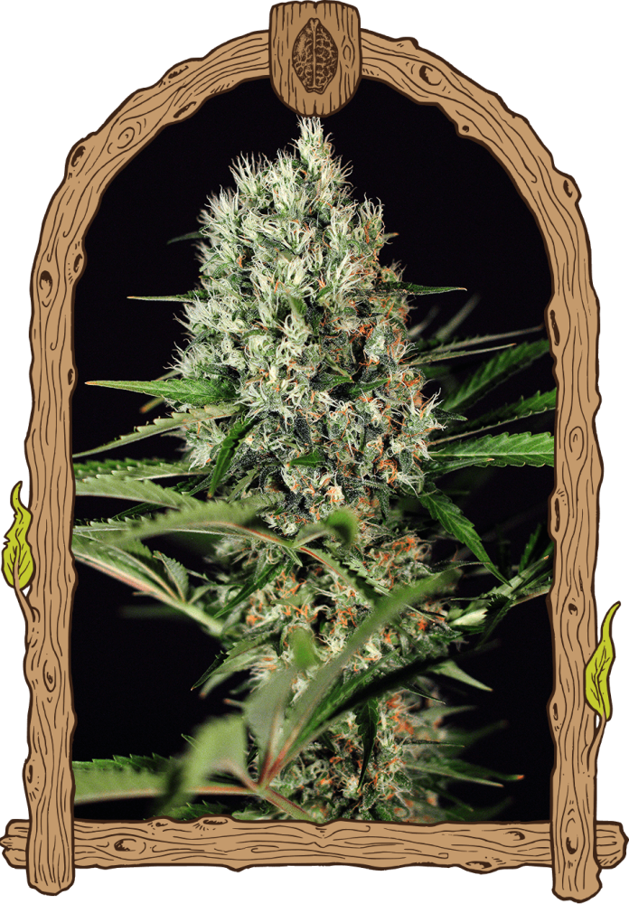 Quick Mass - feminizovaná semena, 3 ks, Exotic Seed