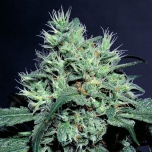 Dutch Dragon - 10 ks feminizovaná semínka Paradise Seeds