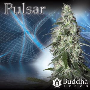 Pulsar - feminizovaných semen 10 ks Buddha Seeds