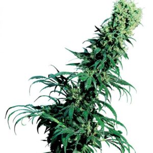 Early Pearl - semínka 10 ks standardizovaná Sensi Seeds