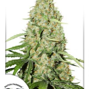 Think Fast® - feminizovaná semena 10 ks Dutch Passion