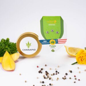 Purple Punch Automatic - feminizovaná a samonakvétací semínka 3ks Royal Queen Seeds