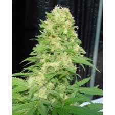 Critical Skunk 18 ks standardizovaná semínka Mr. Nice