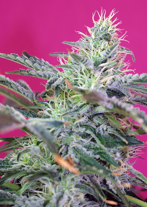 Sweet Cheese Auto – 5 ks autoflowering semínek Sweet Seeds