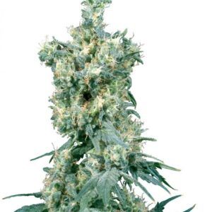 American Dream - semínka 10 ks standardizovaná Sensi Seeds