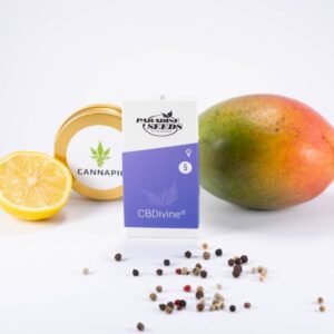 CBDivine - feminizovaná semínka 5ks Paradise Seeds