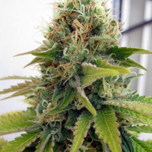 Blueberry - feminizovaná semínka 5 ks Seedsman