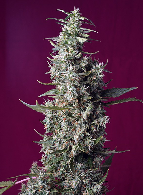Sweet Cherry Pie - feminizovaná semínka 3 ks Sweet Seeds