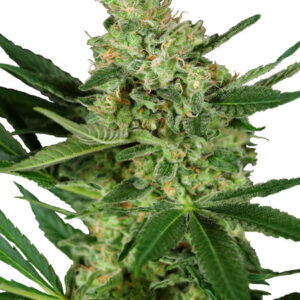 Pumpkin Spice - feminizovaná semínka konopí 5 ks, Sensi Seeds