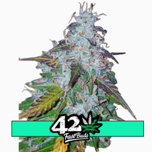 Californian Snow Auto - samonakvétací semena marihuany 5 ks Fast Buds