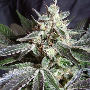 Black Jack – feminizovaná semínka 5 ks Sweet Seeds