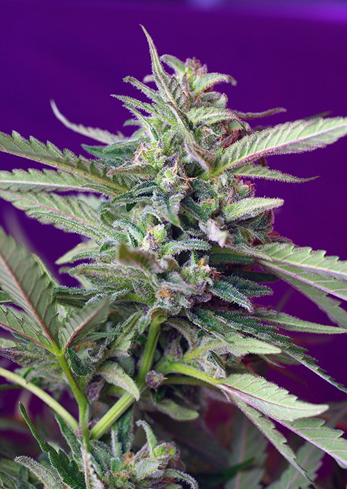 S.A.D. Auto – 5 ks autoflowering semena Sweet Seeds