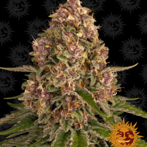 Pink Kush - feminizované semena marihuany 3 ks Barney´s Farm