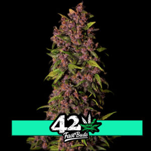 Crystal Meth Auto - samonakvétací semena marihuany 3 ks Fast Buds