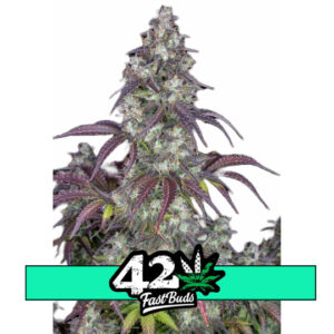 Lemon Pie Auto - autoflowering semena 10ks Fast Buds