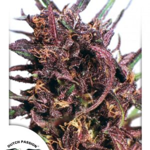 Purple 1 - feminizovaná semena 10 ks Dutch Passion