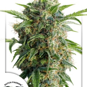 Auto Daiquiri Lime® - feminizovaná a samonakvétací semena 7 ks Dutch Passion