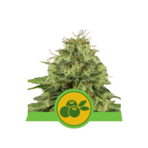 Haze Berry Auto - samonakvétací semínka 5ks, Royal Queen Seeds