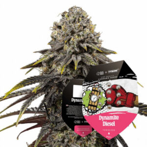 Dynamite Diesel - feminizovaná 5ks Royal Queen Seeds x Mike Tyson