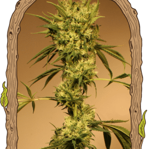 White Jewel - feminizovaná semena, 5 ks, Exotic Seed